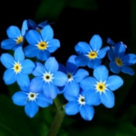loveblueflowers